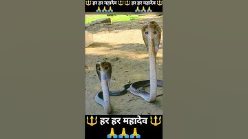 🙏Naag or Nagin🙏#shorts #mahadev_status #shortvideo #trending💯🙏😱😱🙏💯