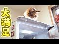 どうしても冷蔵庫に登りたい猫