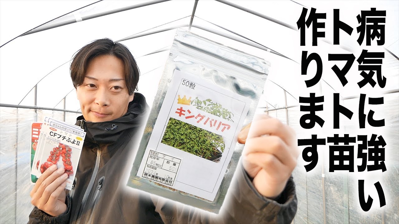 青枯病に負けないトマト苗作り　最強の台木を見つけました【接木苗に挑戦①】