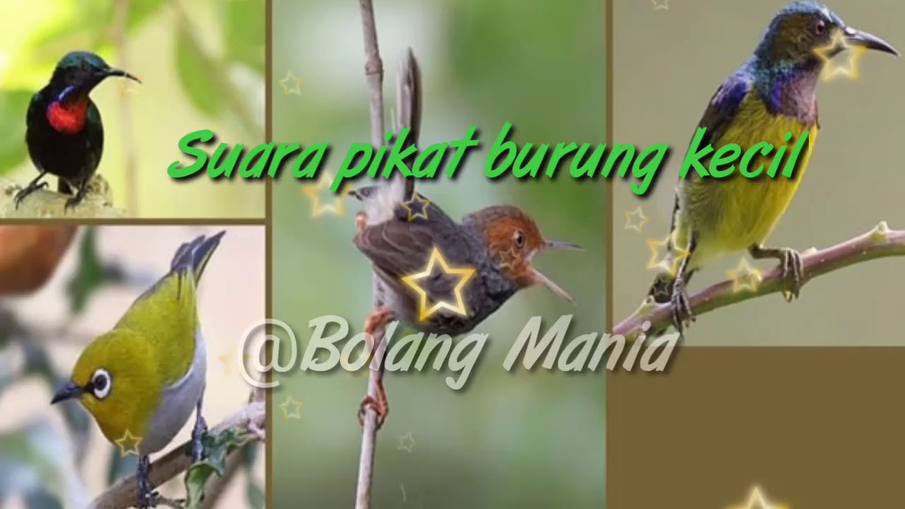Suara pikat burung kecil ampuh benerr 