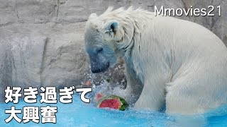 Polar Bear cub playing & eating 遊んだ後のスイカは格別 ホッキョクグマ
