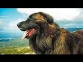 Estrela Mountain Dog の動画、YouTube動画。