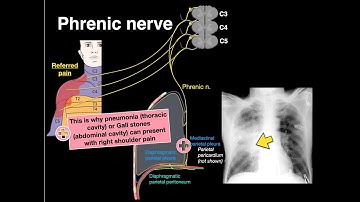 Phrenic Nerve Made Easy: Anatomy, Function, and What Happens in Injury