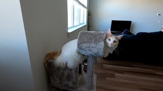 ZEUS IS ALMOST 1! | Playing with 11 month old Maine Coon Kitten by Zeus the Cat 998 views 3 years ago 2 minutes, 14 seconds