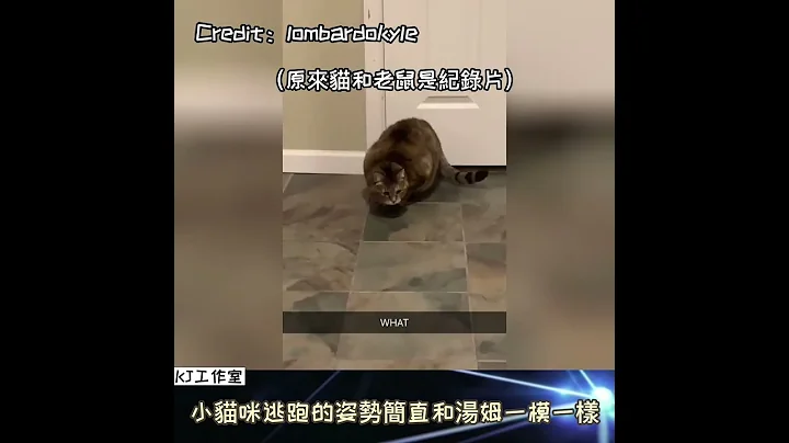 【原来猫和老鼠是纪录片】小猫咪逃跑的姿势简直和汤姆一模一样 - 天天要闻