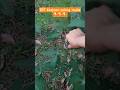 Kalo kamu kerjanya apa? || Bruwun #suasanapedesaan #suasanadesa #shortvideo #shorts m #shortsviral