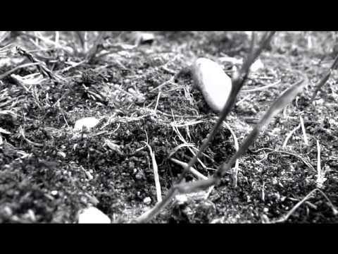 "A World Like An Ant" ( Partie 2 )