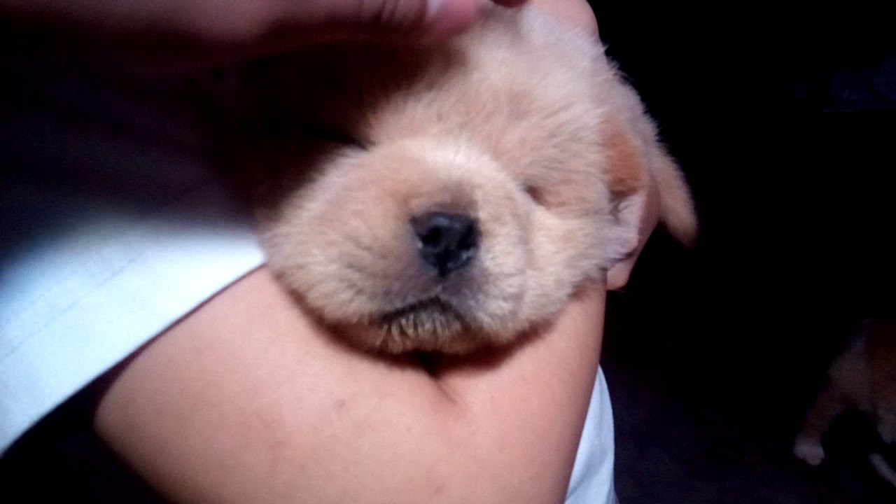 Image result for sleep owner chow chow