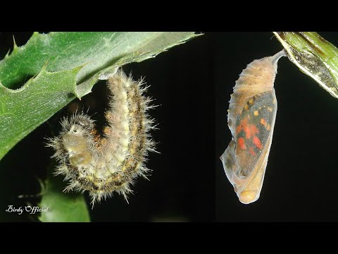 Butterfly Life Cycle - Caterpillar To Butterfly Transformation Time-Lapse