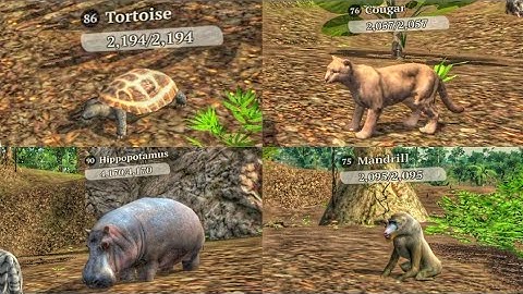 The Tiger - Top 10 Strongest Animals In Tropical Forest 🏆