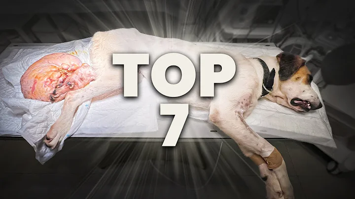 The TOP 7: most viewed videos of the year!