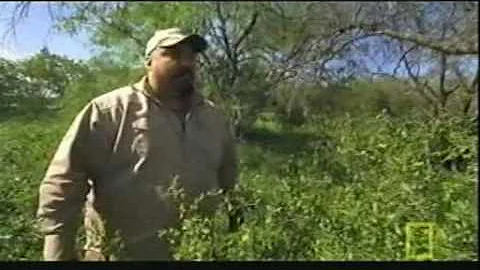 Dogo Argentino hunting wild boars