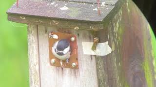 Chickadees Fledging 2024