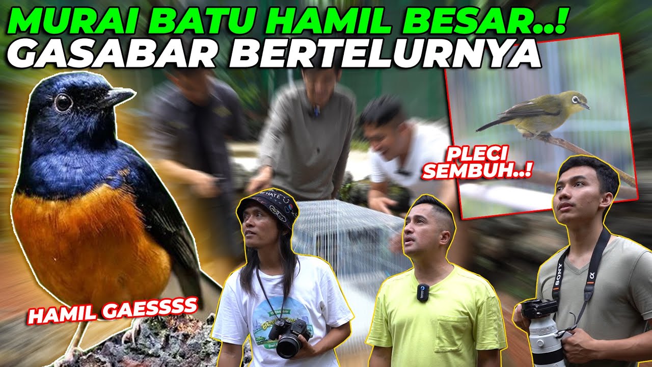 BURUNG PLECI SELAMAT. DETIK2 MURAI BATU MAU BERTELUR..! 