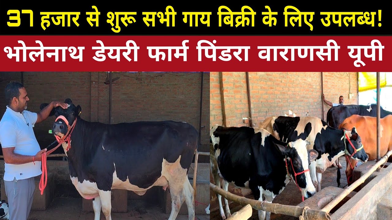 37 हजार रुपए से शुरू सभी गाय बिक्री के लिए उपलब्ध#cow/bholenath dairy farm varanasi up/farming ||