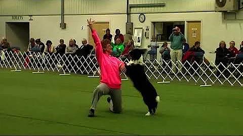 2011 August - Paws n Music -  Regional Competition...