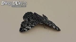 Hamadryas feronia - Borboleta estaladeira - variable cracker Butterfly by DiegoDCvids 649 views 3 years ago 1 minute, 17 seconds