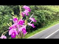 Bamboo Orchid at Siang District@arunachalpradeshrurallifen843