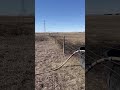 Thankful For Full Dugouts. #farming #cattle #calving #dugout