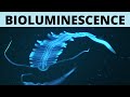 Bioluminescence - Explained