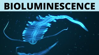 Bioluminescence - Explained
