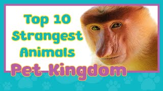 Top 10 Strangest Animals - Proboscis Monkey by Pet Kingdom 48 views 1 year ago 4 minutes, 55 seconds