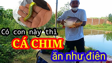 Câu cá chim hồ dịch vụ THANH NHƯ (Tân Phước Khánh) mồi câu cá siêu nhạy|cách mốc mồi hiệu quả cao