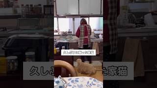 母の背中に久しぶりに乗った猫 #家猫 #ブリティッシュショートヘア #shorts