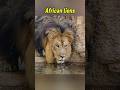 😢 Animals That May Disappear by 2027..part 12