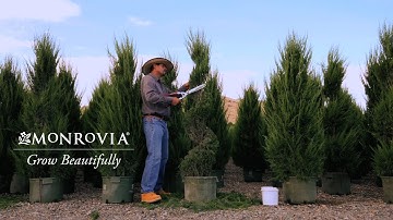 3 Secrets to Growing a Beautiful Topiary - Monrovia