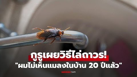 กำจัดแมลงสาบบินง่ายๆ! เคล็ดลับอาจารย์ 20 ปีไม่เจอแมลงสาบ