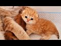 Tiny kitten named Teddy tries to play with his mom 🥰