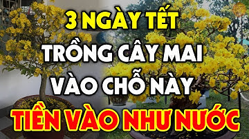 3 NGÀY TẾT Trồng Cây Mai Vàng Vào Chỗ Này Sẽ ĐỔI ĐỜI GIÀU SANG Cả Năm, Tiền Vàng Ùn Ùn Kéo Về