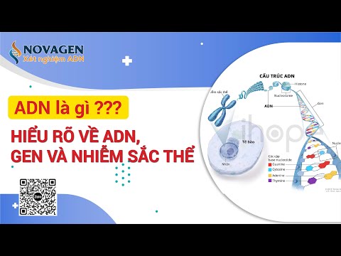 Video: Các đơn phân trong ADN được gọi là gì?