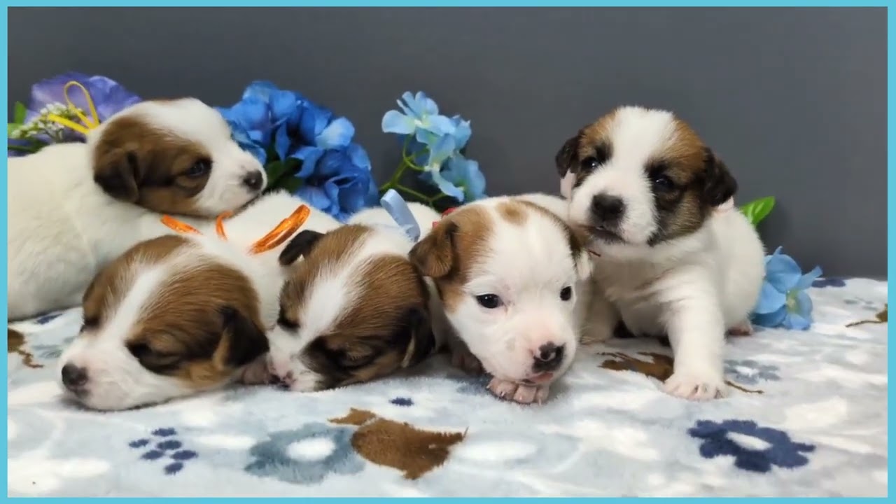 ジャックラッセルテリアの子犬（オス♂） 福島店｜ペットショップCoo＆RIKU