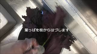 【赤シソ梅干】作り方