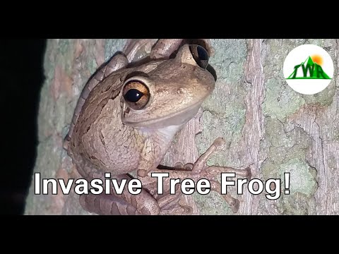 Invasive Cuban Tree Frogs in Florida, Real Estate