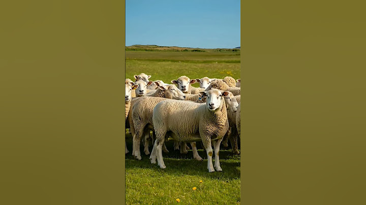 Rebaño de ovejas - Flock of sheep