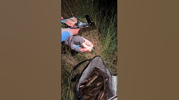 P2|| Câu cá lóc lũ bằng nhái hơi H1 trúng đậm #fishinglures #fishing #caucathugian #vuhieulure