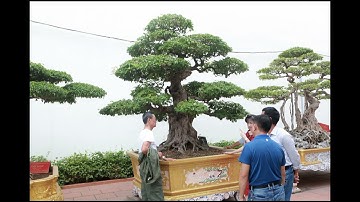 Chiêm ngưỡng cây khế cổ dáng "khủng", đại gia trả 6 tỷ chủ nhân "kiêu" không bánllTin tức 24h quanh