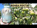 Лейте под яблоню в июне! Корни тут-же начнут впитывать эту вкуснятину!  Яблоки растут на глазах!