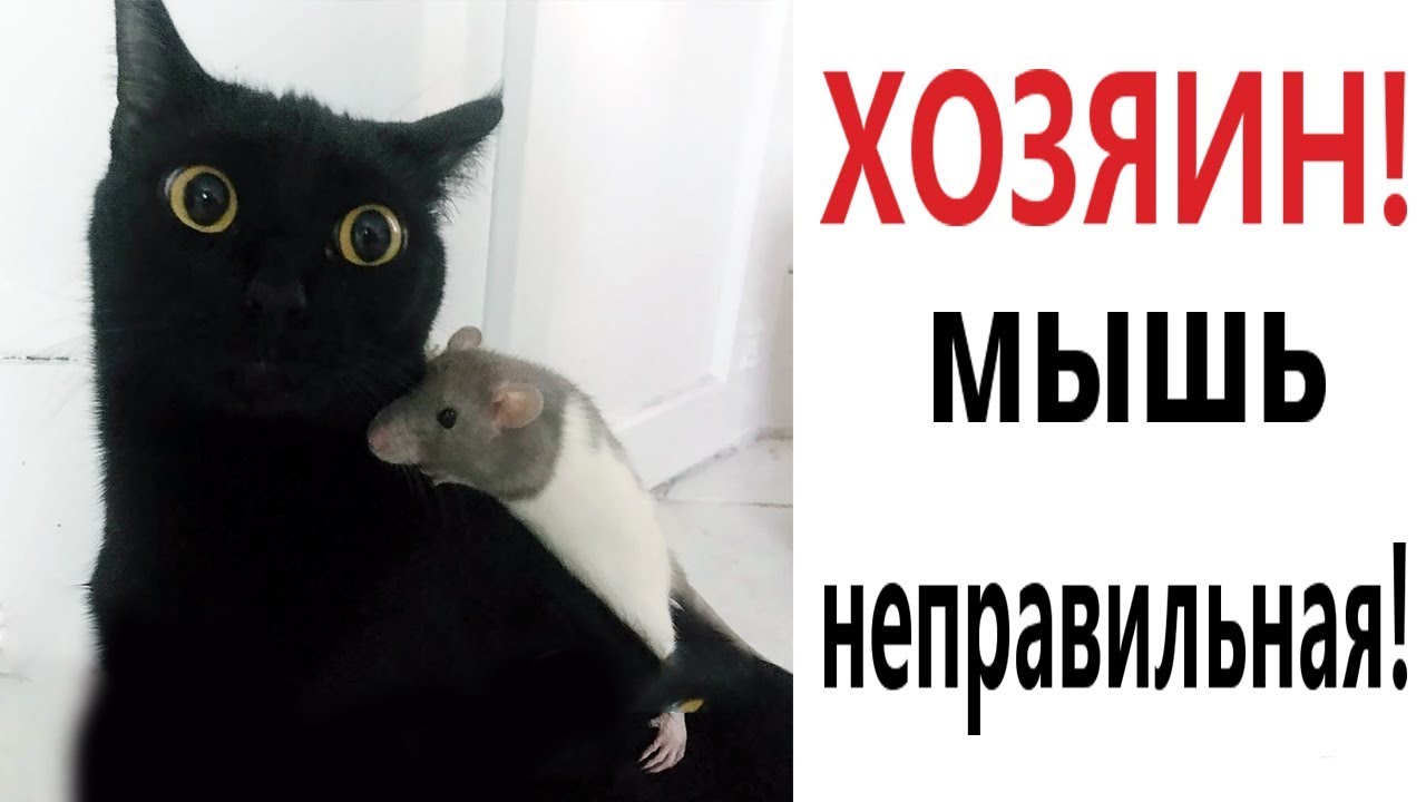 Хозяин И Мурзик Новые Серии 2022 Года Хозяин И Мурзик Новые Серии 2022 Года