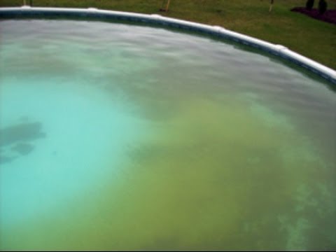 Why Is My Swimming Pool Water Yellow?