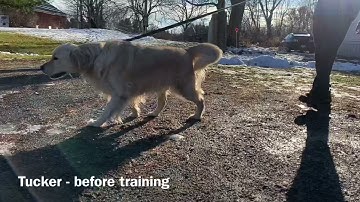 Prong collar intro with pulling Golden Retriever