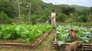 ชีวิตบนภูเขา: การดูแลสวนผักและข้าวโพด ทำเค้กกล้วยหอมแสนอร่อย