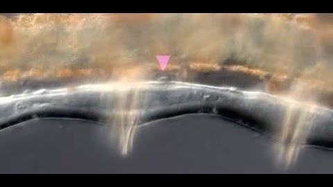 Additional Movie 9 - Neoblast-like cells migrating along the nerve cord of a regenerating worm