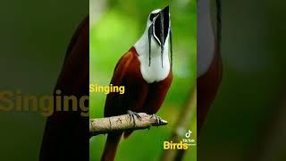 Singing Bird Loudly