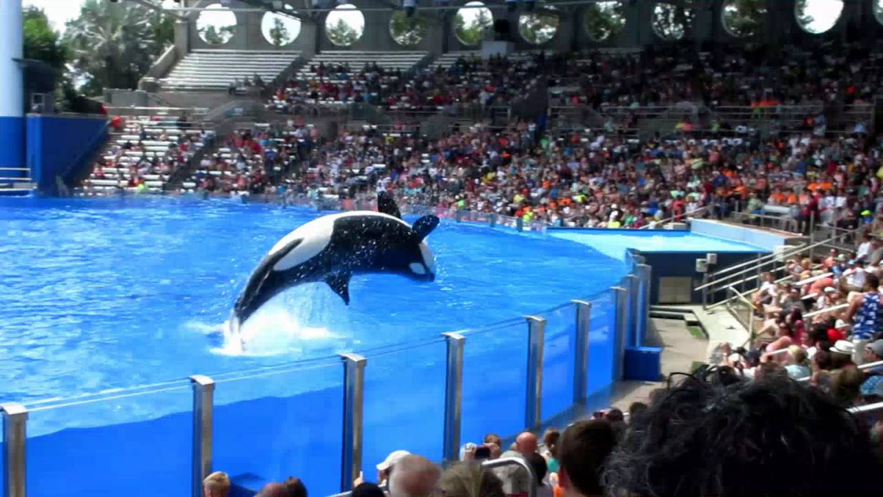 One Ocean at Seaworld Orlando - 2016 - YouTube