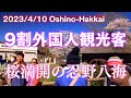 【外国人観光客で賑わう】桜満開の忍野八海を歩く|Oshino-Hakkai Trip