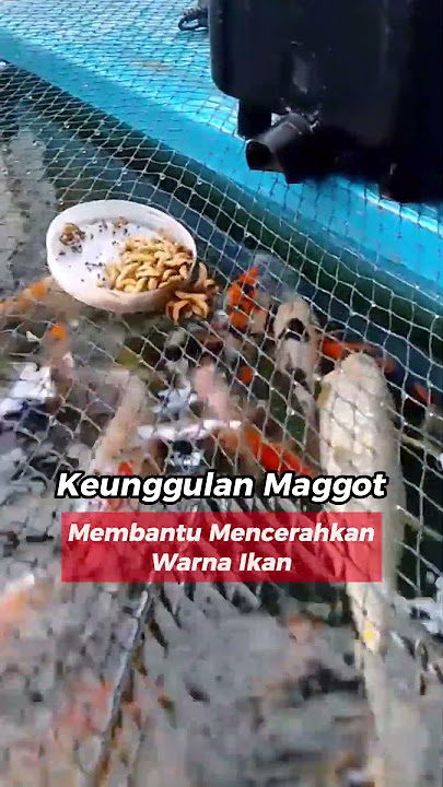 Manfaat Maggot untuk ikan koi #koi #ikankoi #maggotbsf